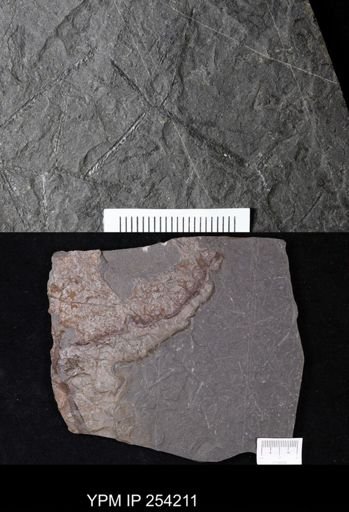 Tetragraptus quadribrachiatus