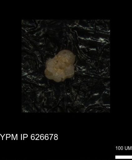 undet. Foraminiferida