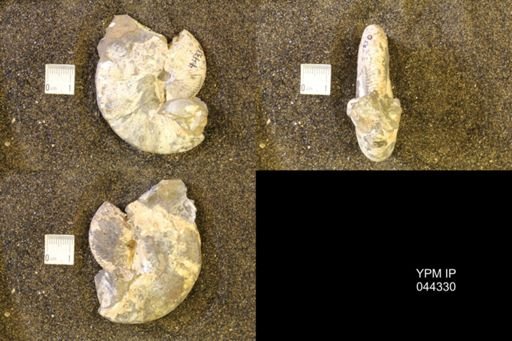Hoploscaphites comprimus