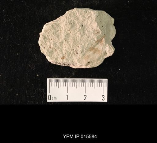 Homocladus ornatus