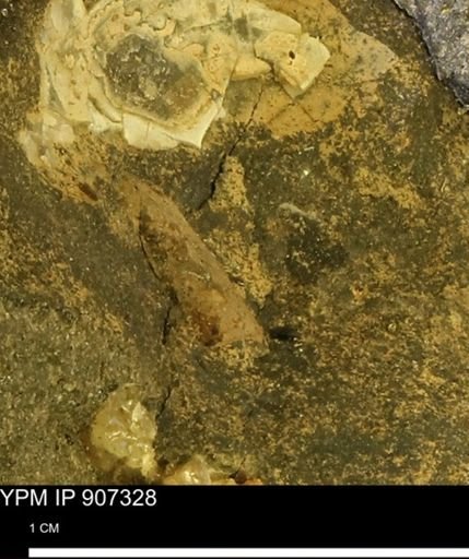 undet. Mollusca