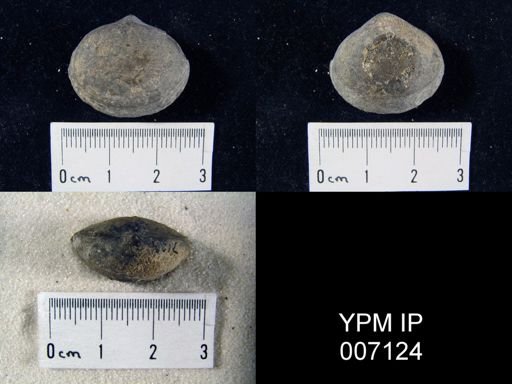 Nucleospira swartzi