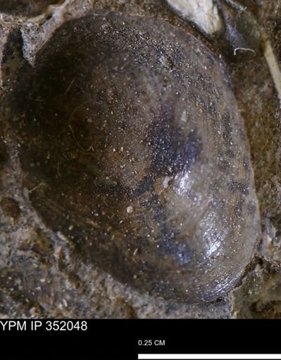 Limopsis striatopunctatus