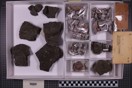 mixed taxa, stratigraphic collection