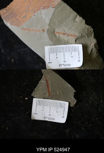 undet. Graptoloidea