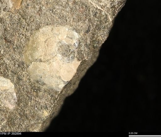 Scaphites sp.