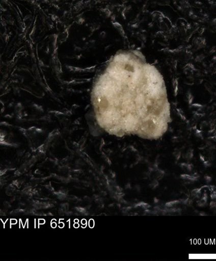 undet. Foraminiferida