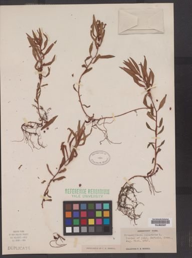 Proserpinaca palustris