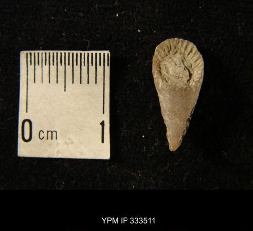Zaphrentis cf. conulus