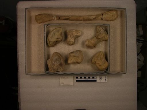 Uintatherium speirianum