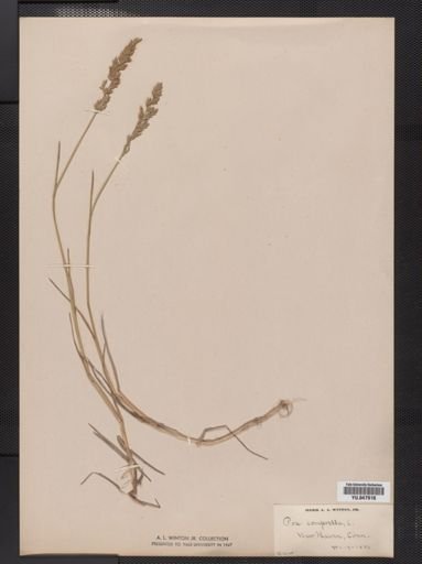Poa compressa