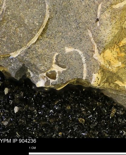 undet. Mollusca