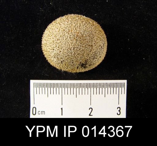 Hydractinia multispinosa
