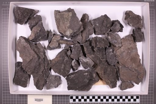 mixed taxa, stratigraphic collection