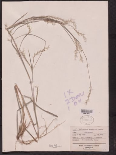 Schizachyrium scoparium