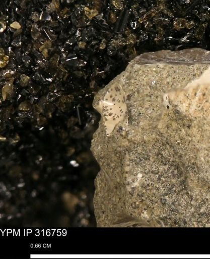 undet. Mollusca