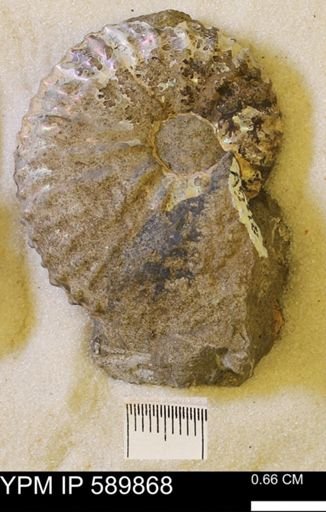 Jeletzkytes nebrascensis
