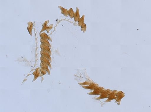 Flabellina