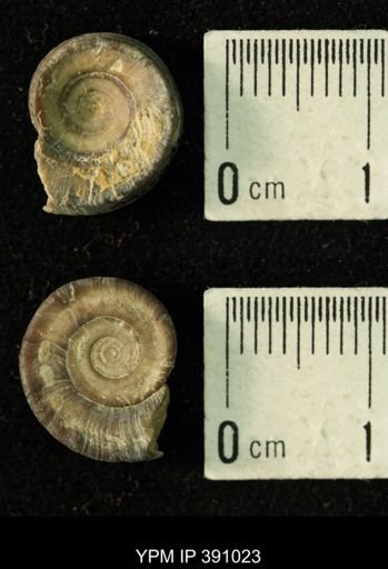 Amphiscapha subrugosa