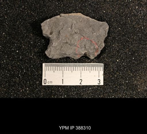 Phestia bellistriata