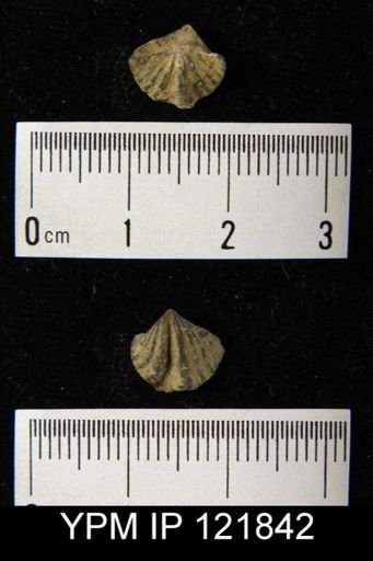 Spirifer sp.