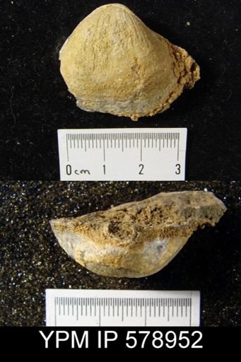 Reticularia pseudolineata