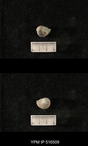 Cyclonema sp.