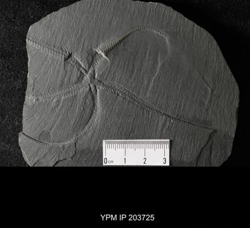Furcaster palaeozoicus