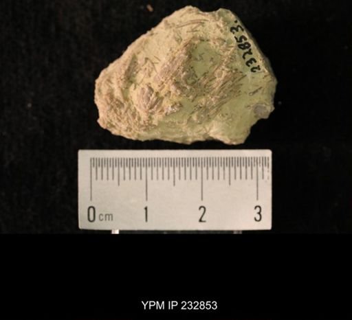 Archaeocidaris sp.