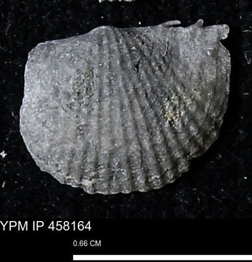 Chonetes mucronatus