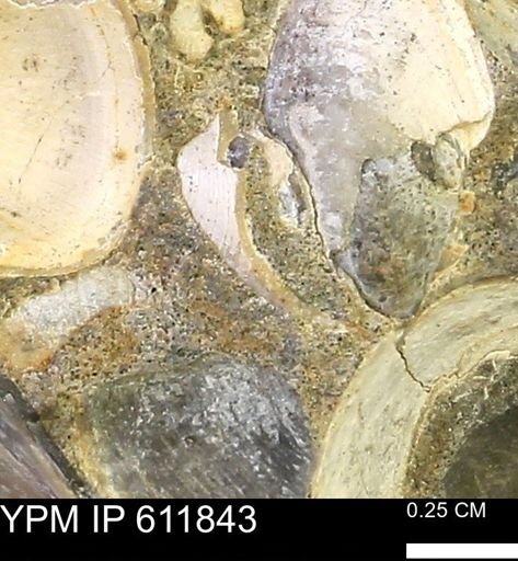 Protocardia sp.