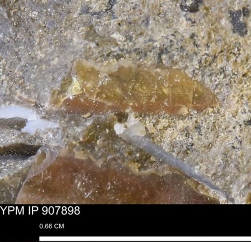 undet. Mollusca