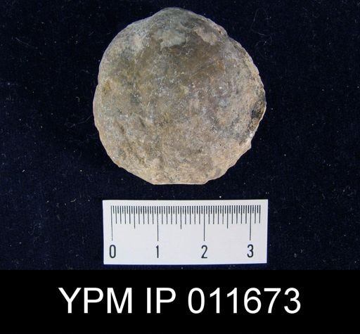 Waagenoconcha montpelierensis