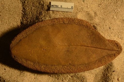 Angiospermopsida