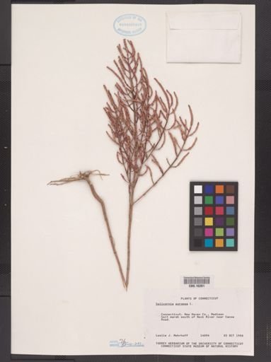 Salicornia europaea