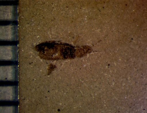 undet. Coleoptera