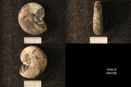 Hoploscaphites nicolletii