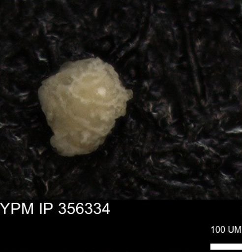 undet. Foraminiferida
