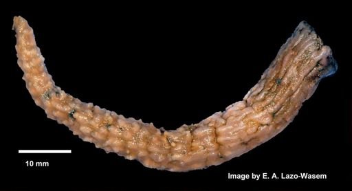 Alcyoniina