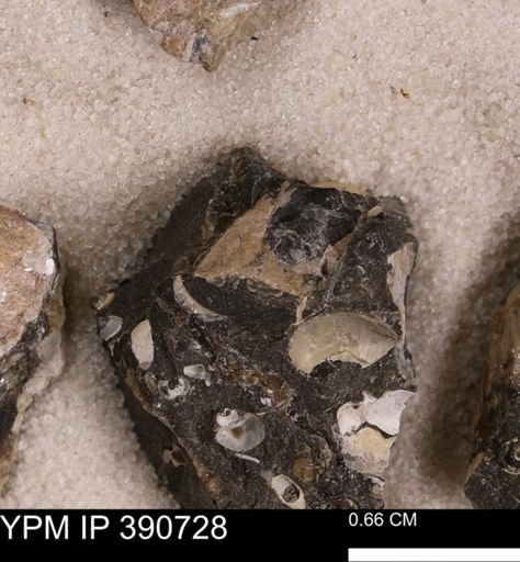 undet. Bivalvia