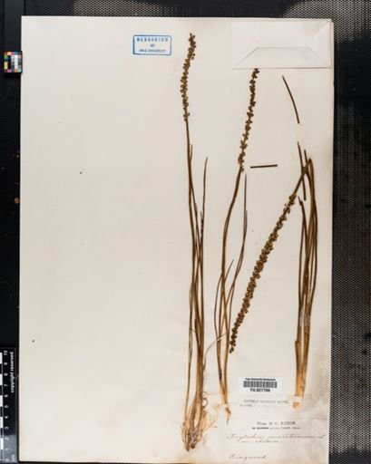 Triglochin maritima