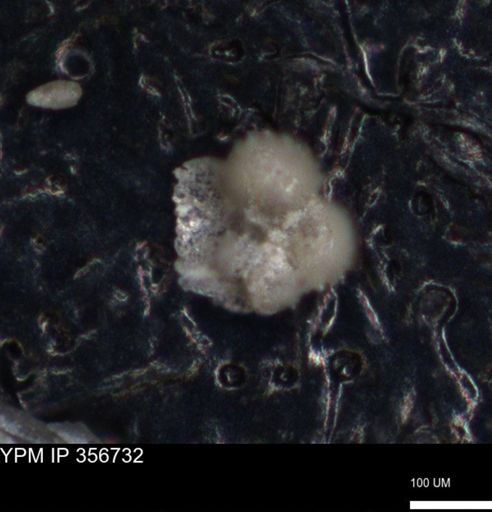 undet. Foraminiferida