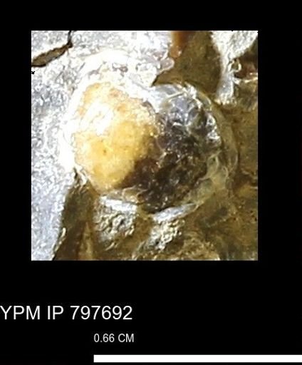 undet. Mollusca