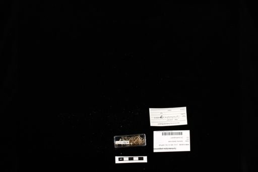 Cyrtodactylus peguensis