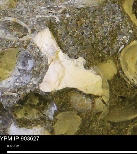 undet. Mollusca