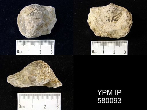 Desquamatia (Independatrypa) sp.