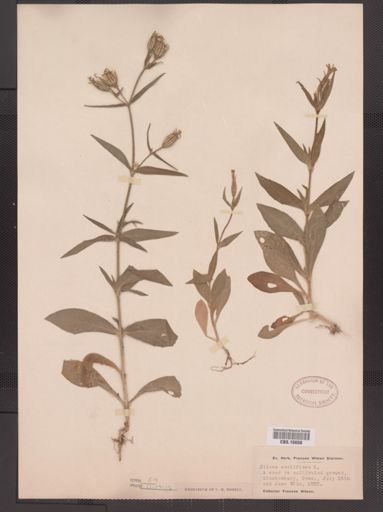 Silene noctiflora