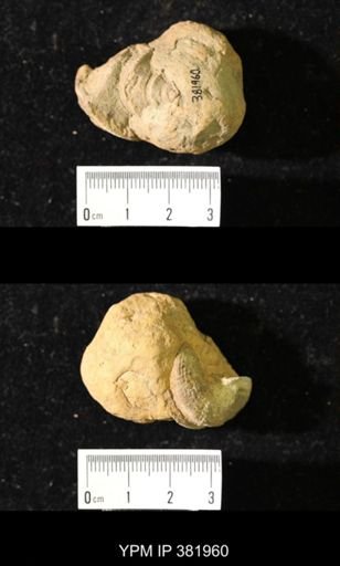 Worthenia tabulata