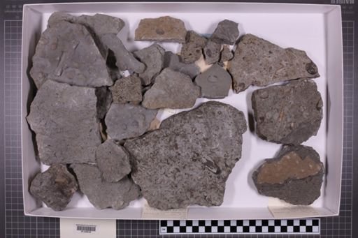 mixed taxa, stratigraphic collection