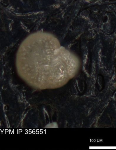 undet. Foraminiferida